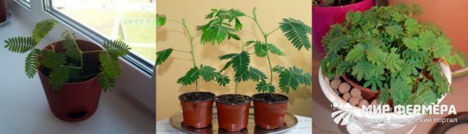 How to transplant mimosa