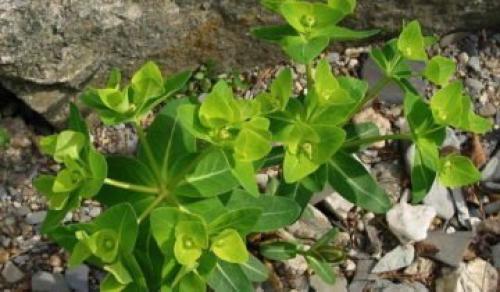 How to transplant euphorbia. Description of white-lobed milkweed