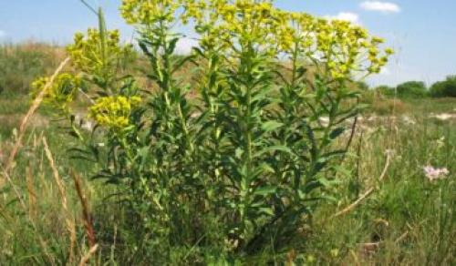 How to transplant euphorbia. Description of white-lobed milkweed