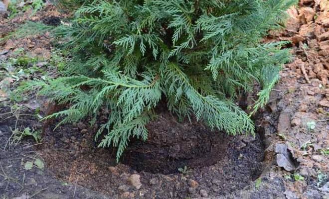 how to transplant Cossack juniper to another place