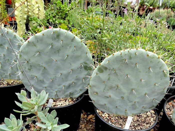 How to transplant prickly pear In the photo prickly pear is flat