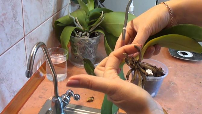 how to transplant an orchid at home into another pot