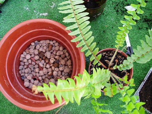 How to transplant a fern