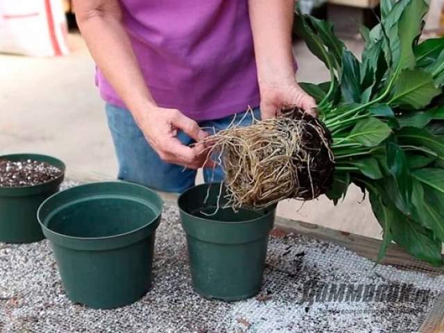 كيفية زرع spathiphyllum