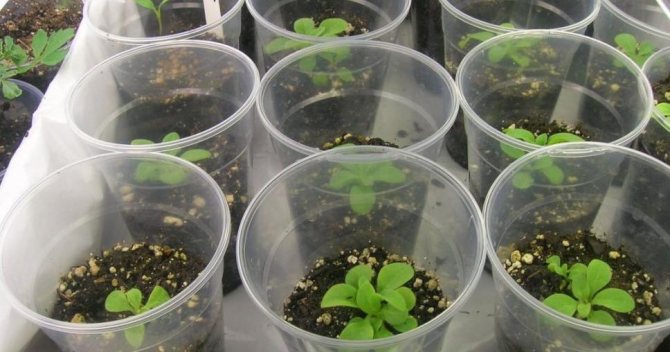 كيف ينمو البطونية من البذور