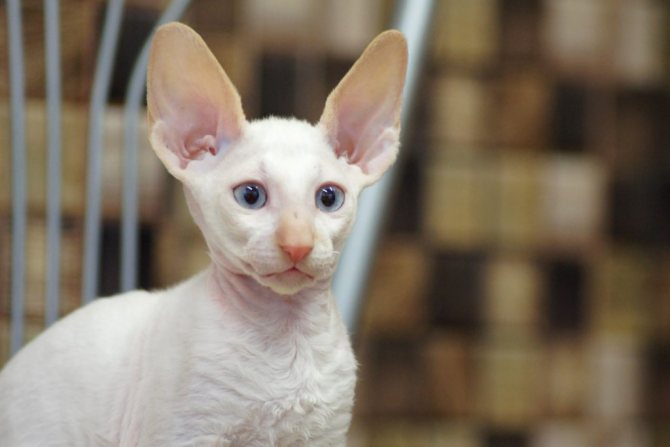 Cum să curățați corect urechile unei pisici acasă, ce se întâmplă dacă animalul de companie nu permite să se facă?