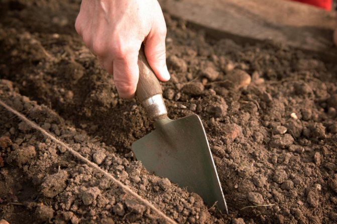 Cara menyediakan tanah untuk menanam wortel