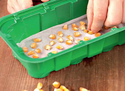 Cum se pregătesc semințele de porumb pentru plantarea fotografiei