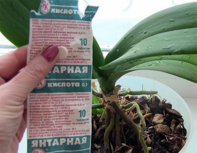Как да храним орхидея с таблетки с янтарна киселина