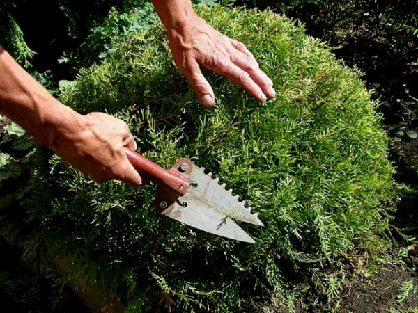 How to cut Cossack juniper: terms, rules, tips