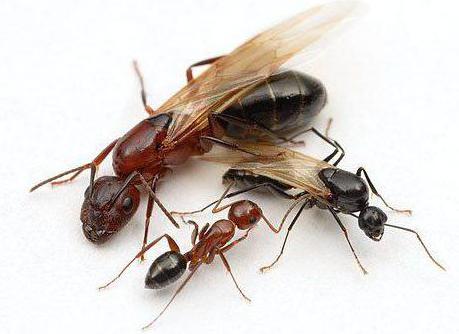 How to catch a queen ant