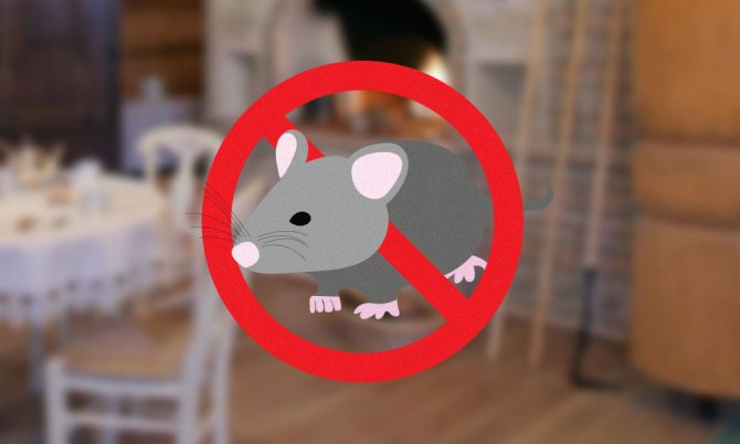 Как да хванете мишка в частна къща или гараж?