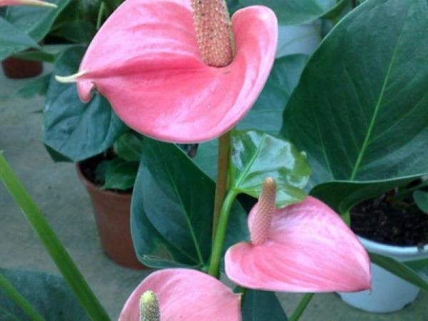 How to water anthurium at home
