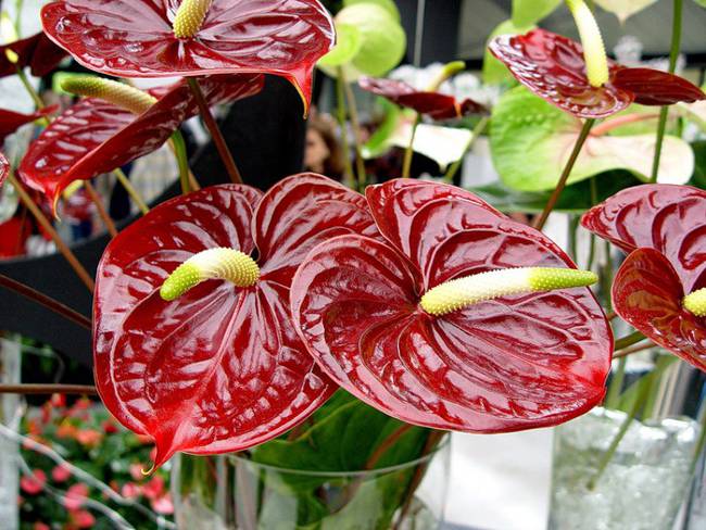 How to water anthurium at home