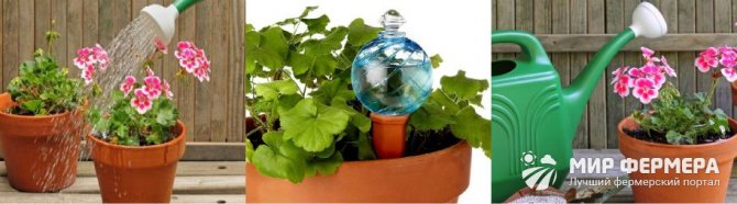 Paano mag-water geraniums sa taglamig