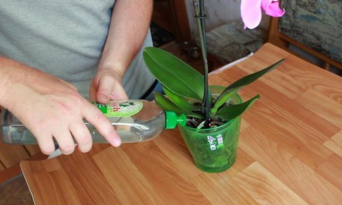 как се полива или пръска орхидея