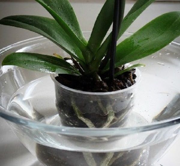 как да поливаме орхидеи