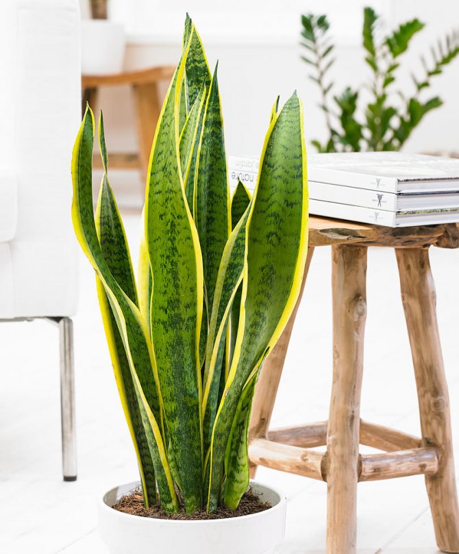How to water sanseveria