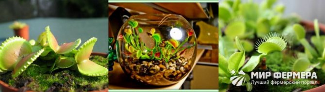Paano mag-water ng isang Venus flytrap