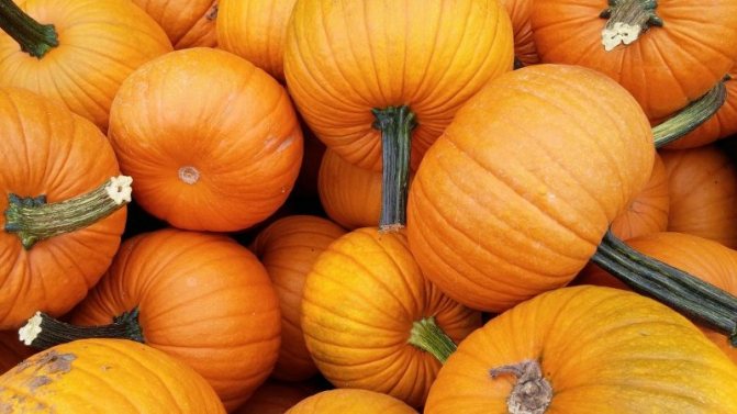 How to get a good harvest of pumpkin: growing and care in the open field, recommendations of experienced gardeners