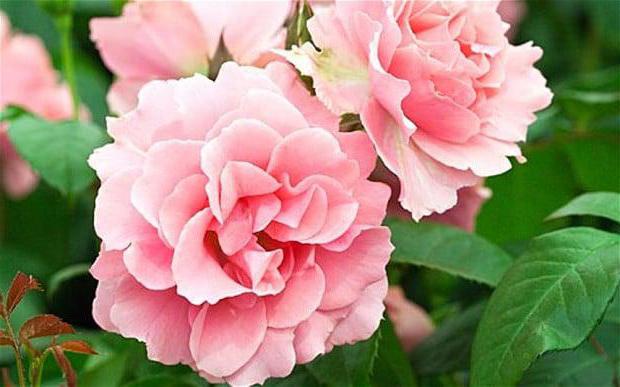 как да разбера розово растение sem rosaceae