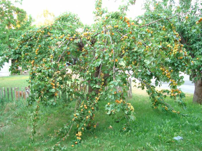 jak zasadit meruňku na jaře na Uralu