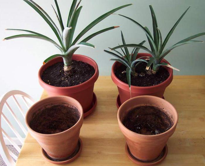 как да засадите ананас у дома