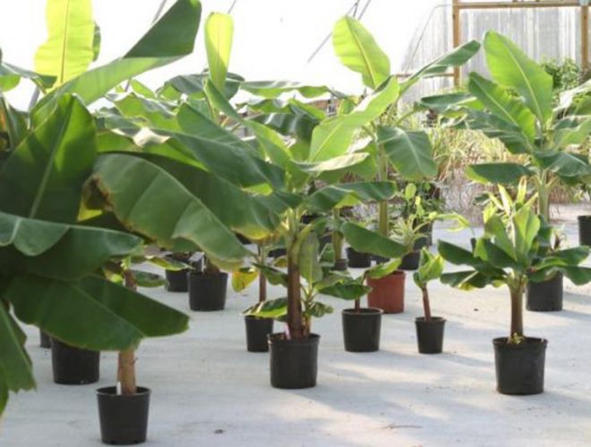 hur man planterar ett bananträd