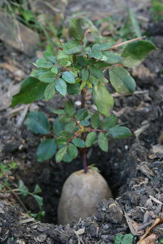 Comment planter une tige de rose floribunda sur une photo de pomme de terre