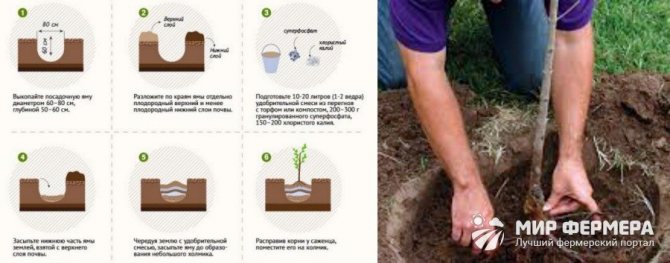 Hur man planterar ett träd