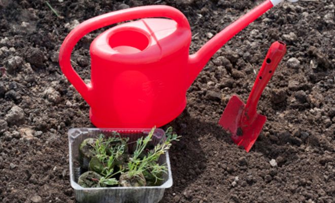 как да засадите семена от ешолция
