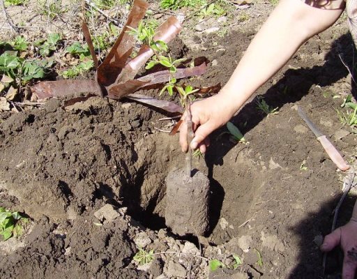 cum să plantezi o pere în toamnă în suburbii