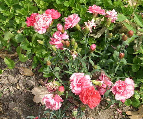 Jak zasadit karafiát Shabo Karafiát Shabo na fotografii květinového záhonu