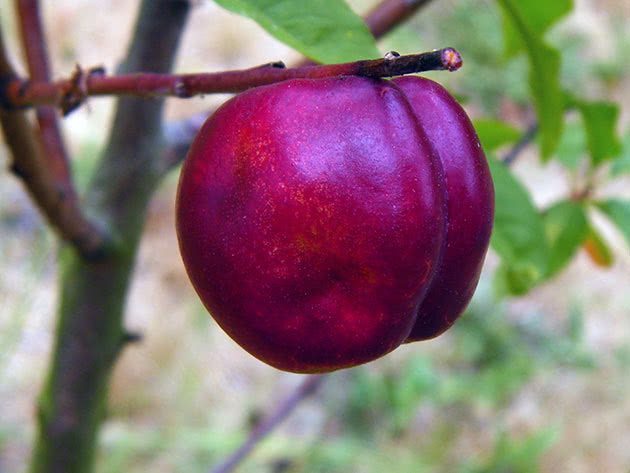 How to plant and care for nectarine