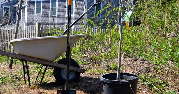 Hur man planterar och tar hand om ett äppelträdsplanta efter plantering