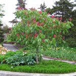 How to plant and grow horse chestnut