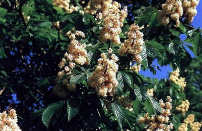 How to plant and grow horse chestnut