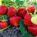 Cara menanam strawberi di luar pada musim luruh