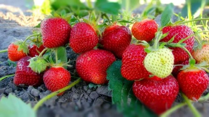 Cara menanam strawberi di luar pada musim luruh