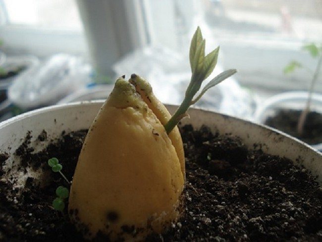 Как да засадите семе от авокадо у дома