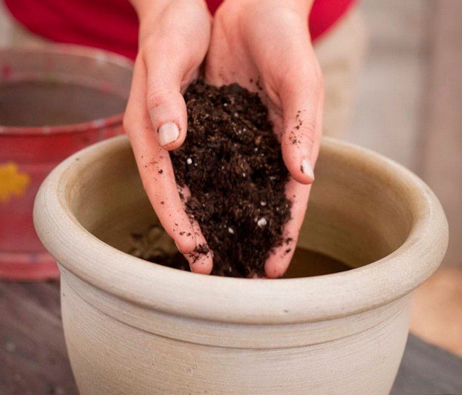 Jak zasadit semeno avokáda doma