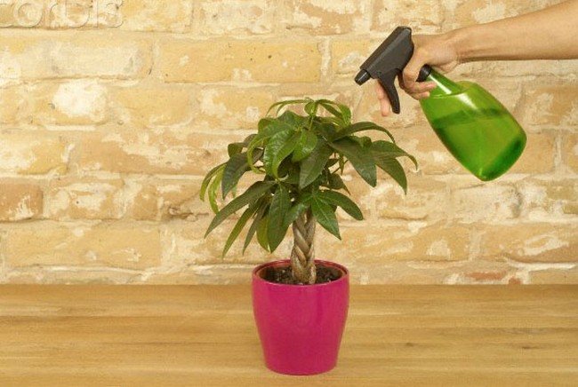 Hur man planterar ett avokadofrö hemma