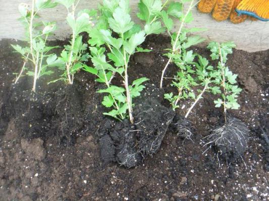 cum se plantează agrișe toamna cu răsaduri
