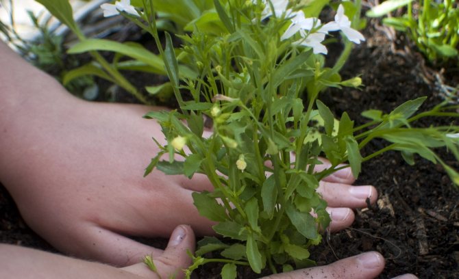 How to plant lobelia