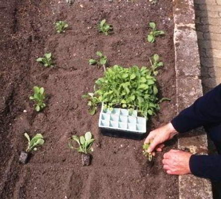 How to plant matthiola in the ground
