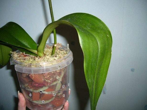 how to plant an orchid at home