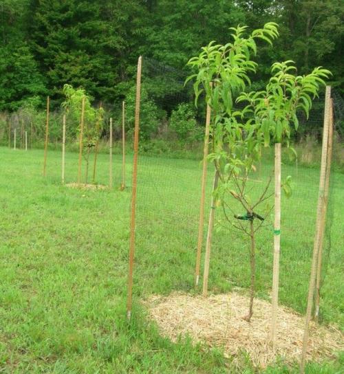 Как да засадим прасковено дърво. Засаждане на разсад на праскови по региони