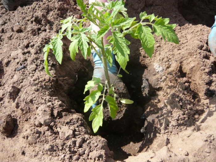 How to plant tomatoes Banana legs in the ground photo