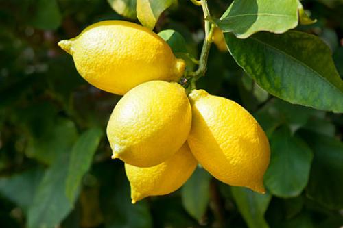 Hur man planterar en ympad citron. Hur man odlar ett citronträd