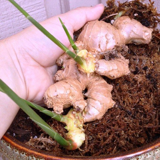 How to plant sprouted ginger at home?